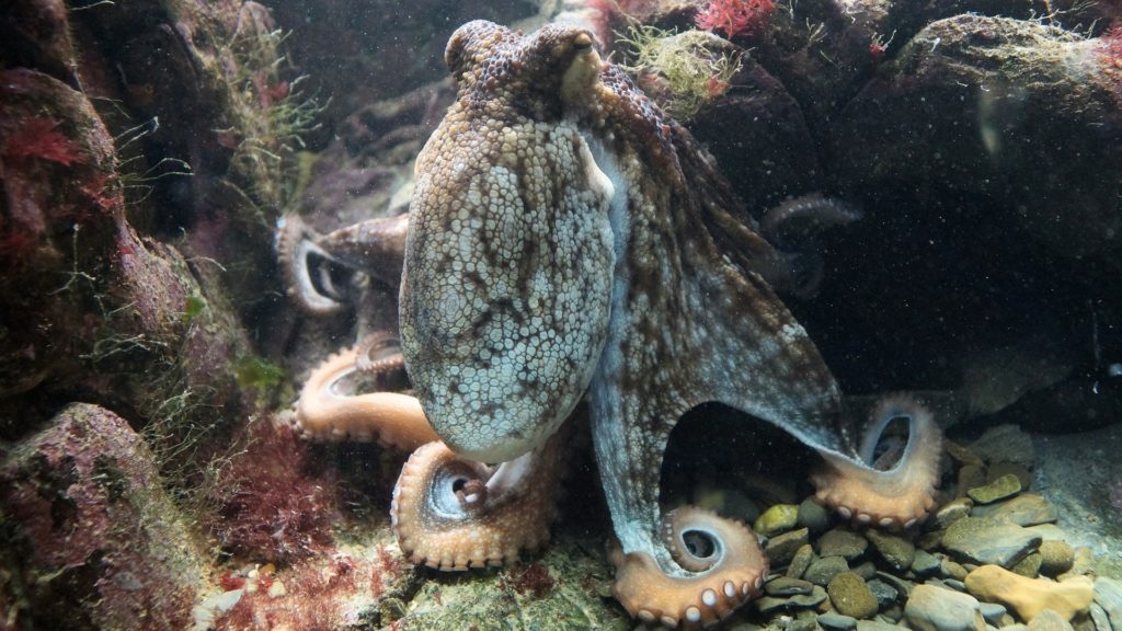 Der Octopus vulgaris lebt in den Rías von Galicien.
