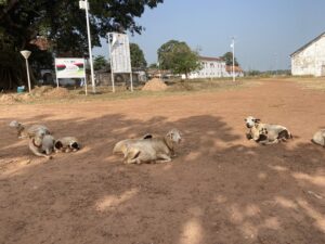 Goats on the square in Bolama.
