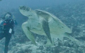 A big green turtle on a reef in the south of Antigua.